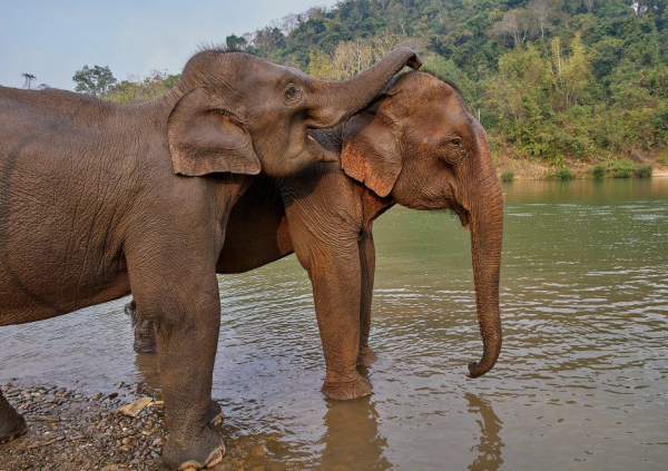 luang-prabang-elephant-camp-1