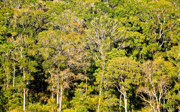 kon-tum-kon-ka-kinh-national-park