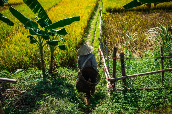 mai-chau-farmer