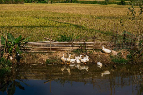 mai-chau-landscape2