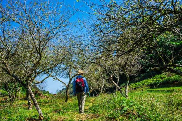 mai-chau-plum-field