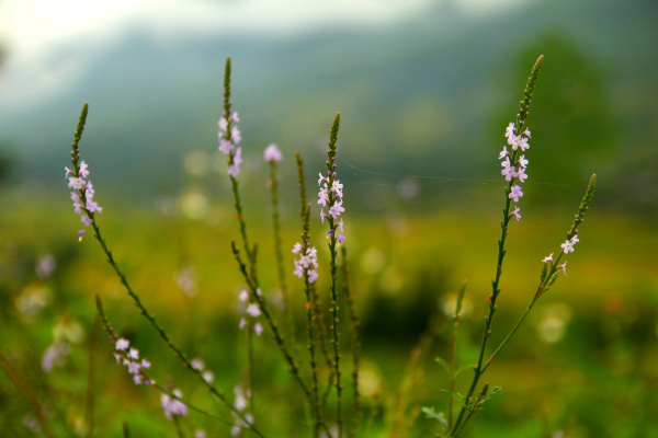 sapa-wild-flower