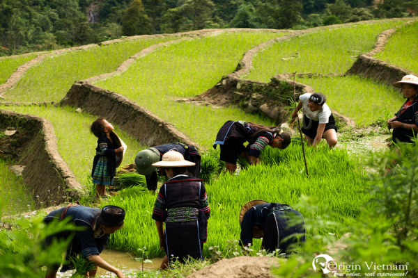 sapa-y-linh-ho-1