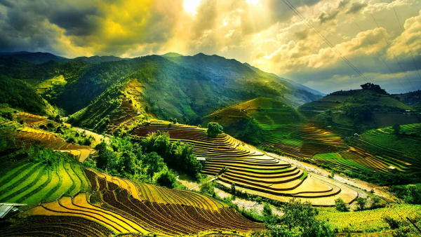 vietnam-paddie-fields
