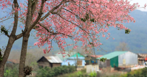 romantic-da-lat
