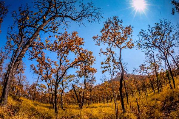 yok-don-national-park